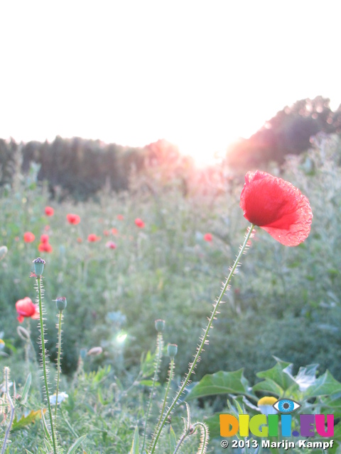 SX28045 Poppy at sunset